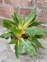 Zdjęcie rosliny doniczkowej Chlorophytum Green Orange (Zielistka), ujęcie 1