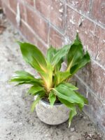 Zdjęcie rosliny doniczkowej Chlorophytum Green Orange (Zielistka), ujęcie 3