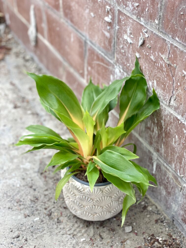 Zdjęcie rosliny doniczkowej Chlorophytum Green Orange (Zielistka), ujęcie 3