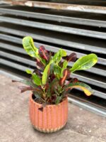 Zdjęcie rosliny doniczkowej Codiaeum variegatum Mammi (Kroton), ujęcie 1