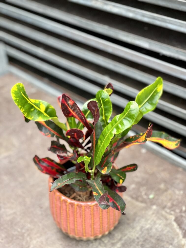 Zdjęcie rosliny doniczkowej Codiaeum variegatum Mammi (Kroton), ujęcie 2