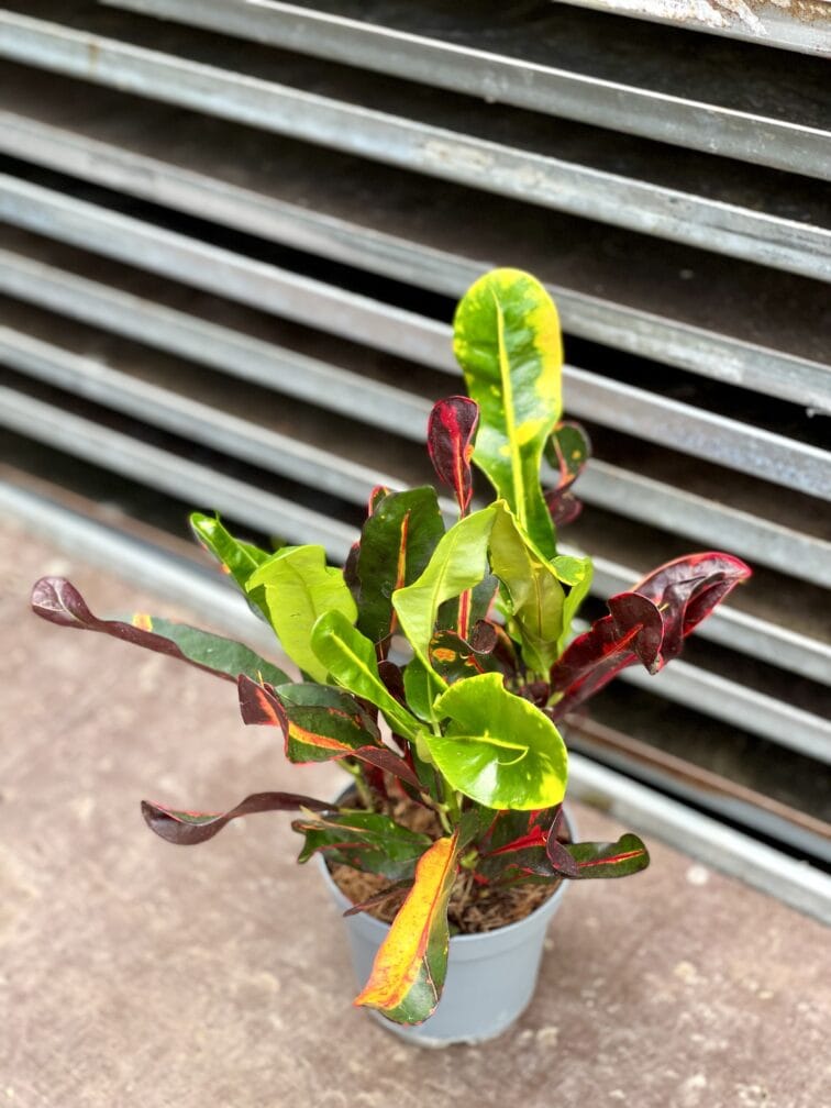 Zdjęcie rosliny doniczkowej Codiaeum variegatum Mammi (Kroton), ujęcie 3