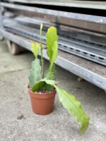 Zdjęcie rosliny doniczkowej Epiphyllum Bevertail, ujęcie 1