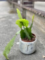Zdjęcie rosliny doniczkowej Epiphyllum Bevertail, ujęcie 3