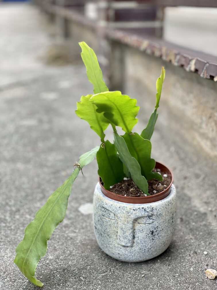 Zdjęcie rosliny doniczkowej Epiphyllum Bevertail, ujęcie 3
