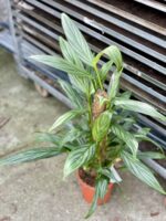 Zdjęcie rosliny doniczkowej Epipremnum amplissimum (epipremnum-amplissimum), ujęcie 1