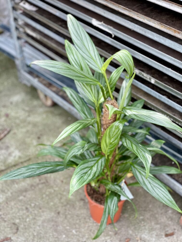 Zdjęcie rosliny doniczkowej Epipremnum amplissimum (epipremnum-amplissimum), ujęcie 1