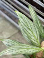 Zdjęcie rosliny doniczkowej Epipremnum amplissimum (epipremnum-amplissimum), ujęcie 2