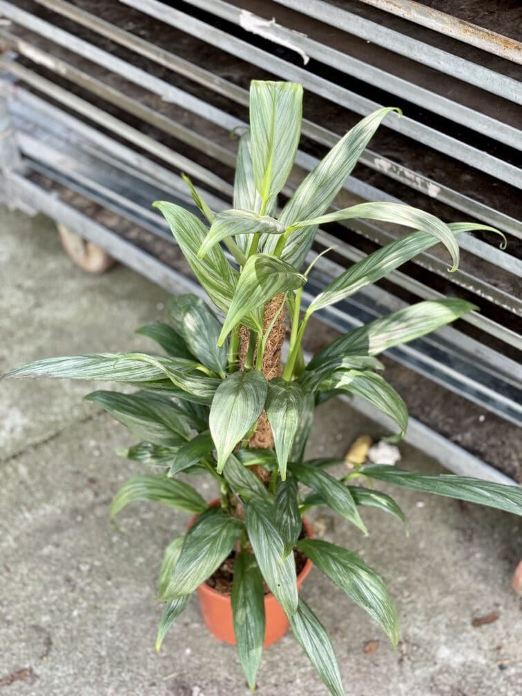Zdjęcie rosliny doniczkowej Epipremnum amplissimum (epipremnum-amplissimum), ujęcie 3