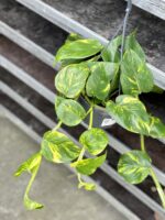 Zdjęcie rosliny doniczkowej Epipremnum Aureum (Epipremnum Złociste), ujęcie 1
