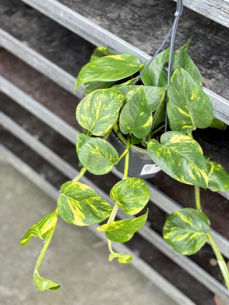 Zdjęcie rosliny doniczkowej Epipremnum Aureum (Epipremnum Złociste), ujęcie 1