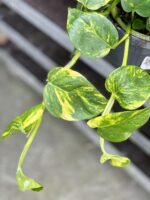 Zdjęcie rosliny doniczkowej Epipremnum Aureum (Epipremnum Złociste), ujęcie 2