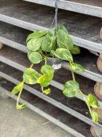 Zdjęcie rosliny doniczkowej Epipremnum Aureum (Epipremnum Złociste), ujęcie 3