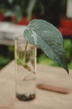 Zdjęcie rosliny doniczkowej Epipremnum pinnatum albo variegata, ujęcie 1