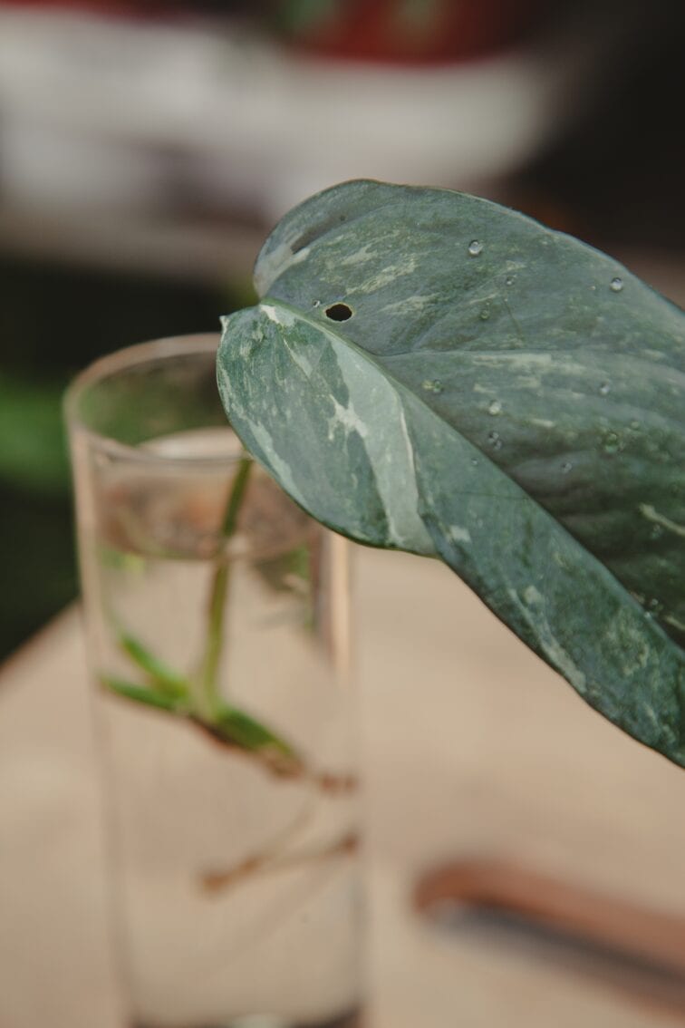 Zdjęcie rosliny doniczkowej Epipremnum pinnatum albo variegata, ujęcie 2