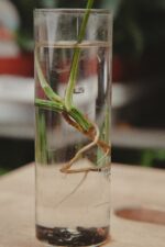 Zdjęcie rosliny doniczkowej Epipremnum pinnatum albo variegata, ujęcie 3