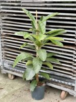 Zdjęcie rosliny doniczkowej Ficus benghalensis Roy (Fikus bengalski Roy), ujęcie 1