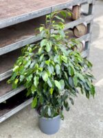 Zdjęcie rosliny doniczkowej Ficus Beniamina Danielle, ujęcie 1