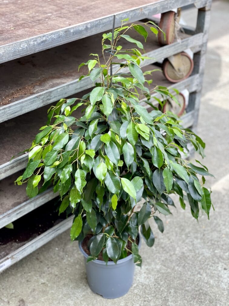 Zdjęcie rosliny doniczkowej Ficus Beniamina Danielle, ujęcie 1