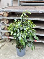 Zdjęcie rosliny doniczkowej Ficus Beniamina Danielle, ujęcie 2