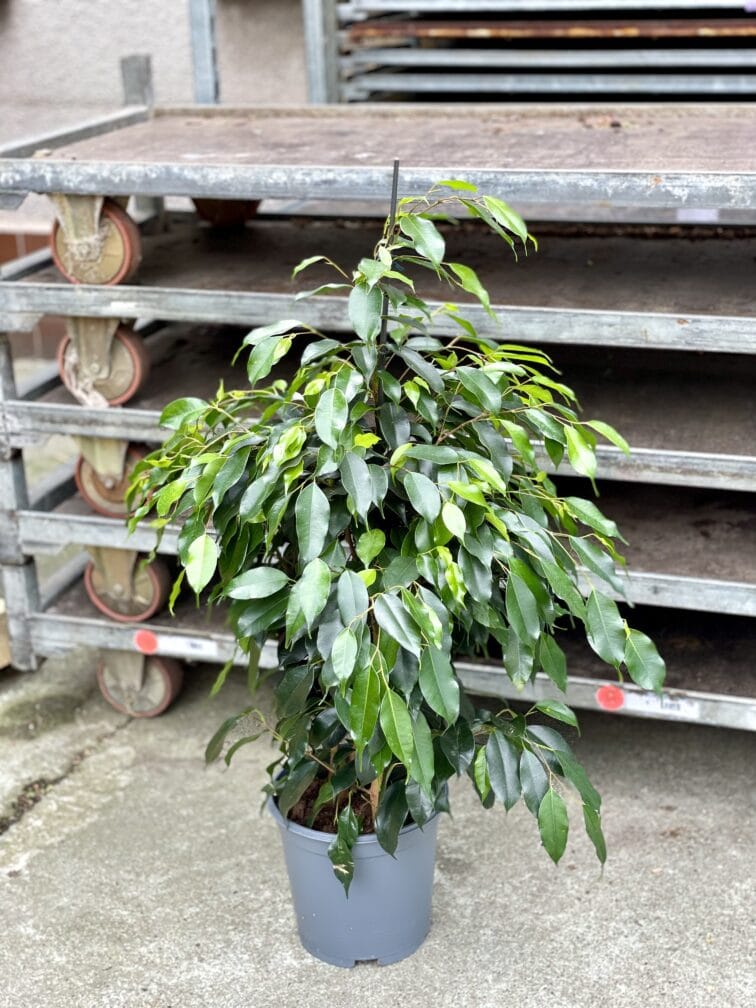 Zdjęcie rosliny doniczkowej Ficus Beniamina Danielle, ujęcie 2