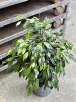 Zdjęcie rosliny doniczkowej Ficus Beniamina Danielle, ujęcie 3