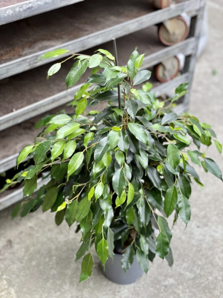 Zdjęcie rosliny doniczkowej Ficus Beniamina Danielle, ujęcie 3
