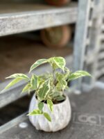 Zdjęcie rosliny doniczkowej Ficus benjamina Petite Samantha, ujęcie 1