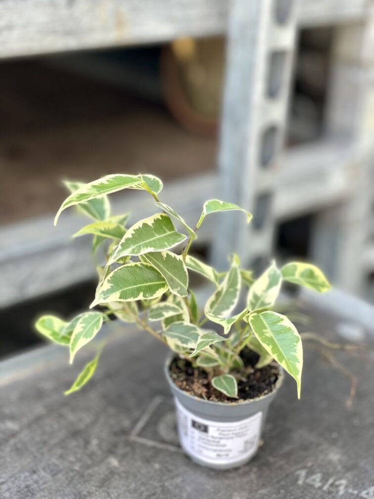 Zdjęcie rosliny doniczkowej Ficus benjamina Petite Samantha, ujęcie 2