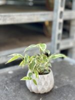Zdjęcie rosliny doniczkowej Ficus benjamina Petite Samantha, ujęcie 3