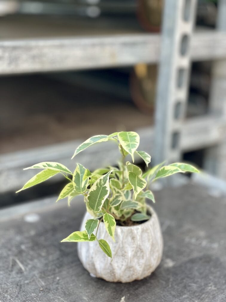 Zdjęcie rosliny doniczkowej Ficus benjamina Petite Samantha, ujęcie 3