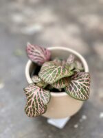 Zdjęcie rosliny doniczkowej Fittonia Pink Special, ujęcie 1