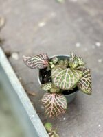 Zdjęcie rosliny doniczkowej Fittonia Pink Special, ujęcie 2