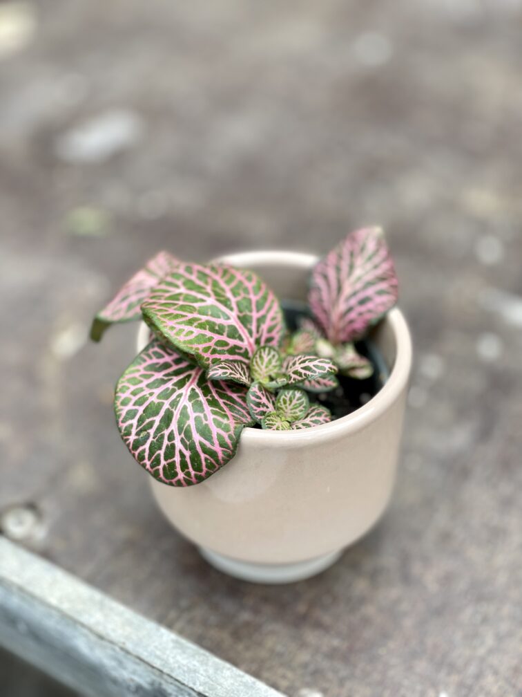 Zdjęcie rosliny doniczkowej Fittonia Pink Special, ujęcie 3