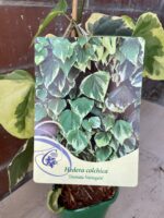 Zdjęcie rosliny doniczkowej Hedera colchica Dentata variegata (Bluszcz kolchidzki), ujęcie 2