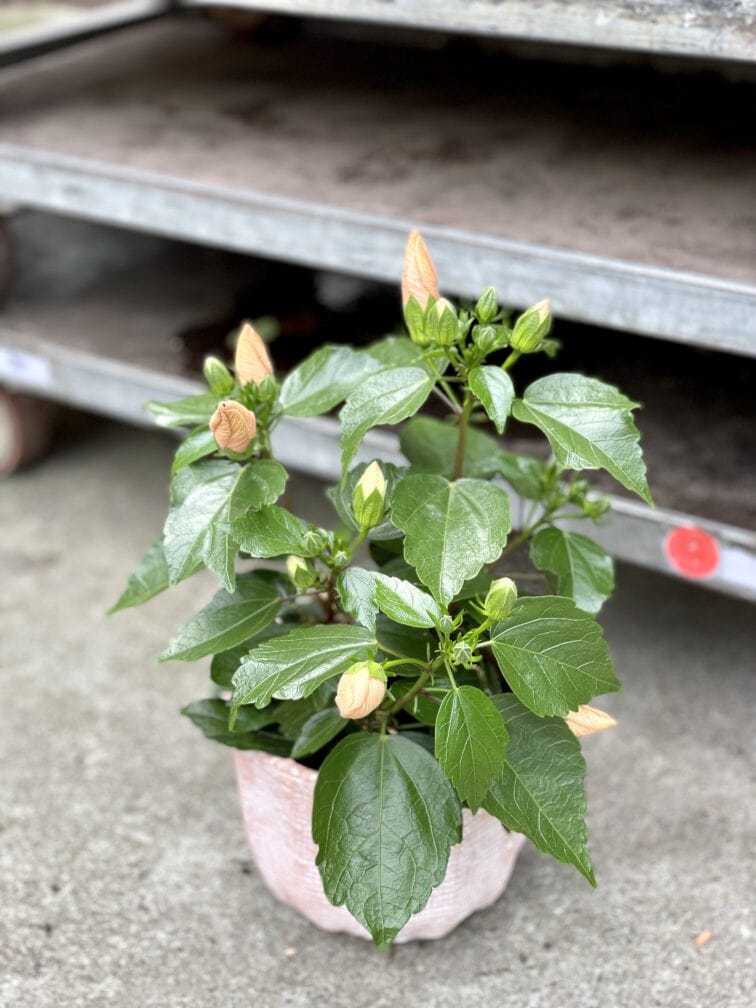 Zdjęcie rosliny doniczkowej Hibiscus Adonicus Salmon (Róża chińska), ujęcie 1