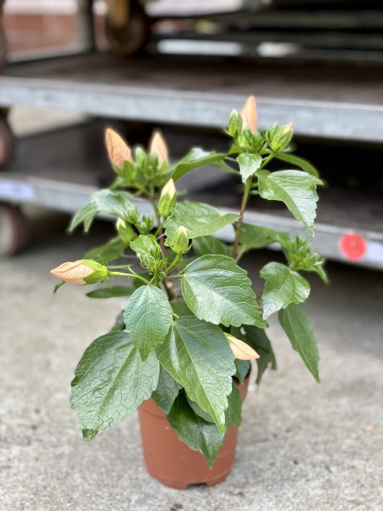 Zdjęcie rosliny doniczkowej Hibiscus Adonicus Salmon (Róża chińska), ujęcie 2