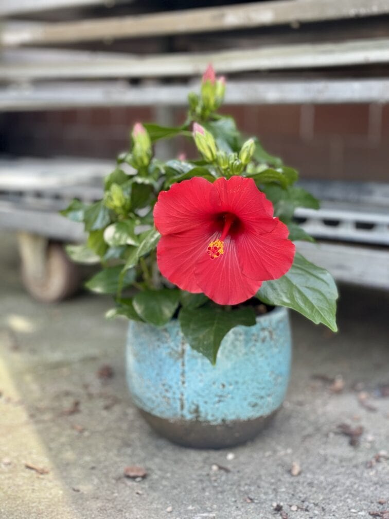 Zdjęcie rosliny doniczkowej Hibiscus rosa-sinensis Volcano Longlife, ujęcie 1