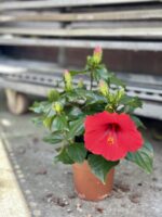 Zdjęcie rosliny doniczkowej Hibiscus rosa-sinensis Volcano Longlife, ujęcie 2