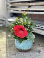 Zdjęcie rosliny doniczkowej Hibiscus rosa-sinensis Volcano Longlife, ujęcie 3