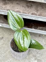 Zdjęcie rosliny doniczkowej Hoya latifolia, ujęcie 1