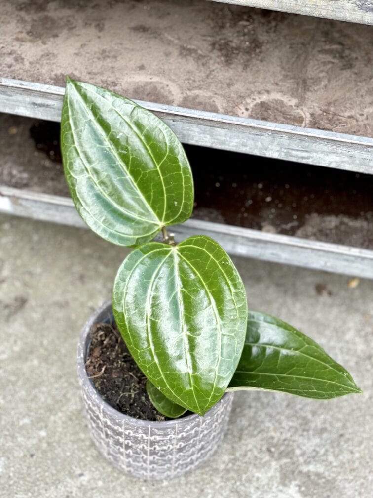 Zdjęcie rosliny doniczkowej Hoya latifolia, ujęcie 1