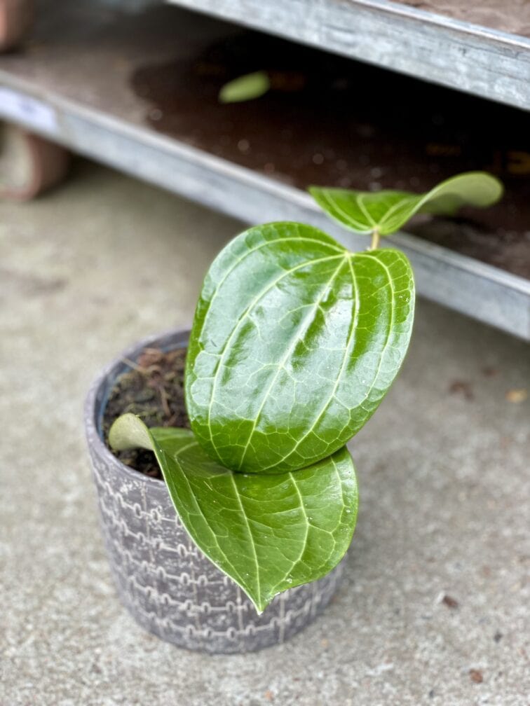 Zdjęcie rosliny doniczkowej Hoya latifolia, ujęcie 2