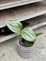 Zdjęcie rosliny doniczkowej Hoya latifolia, ujęcie 3