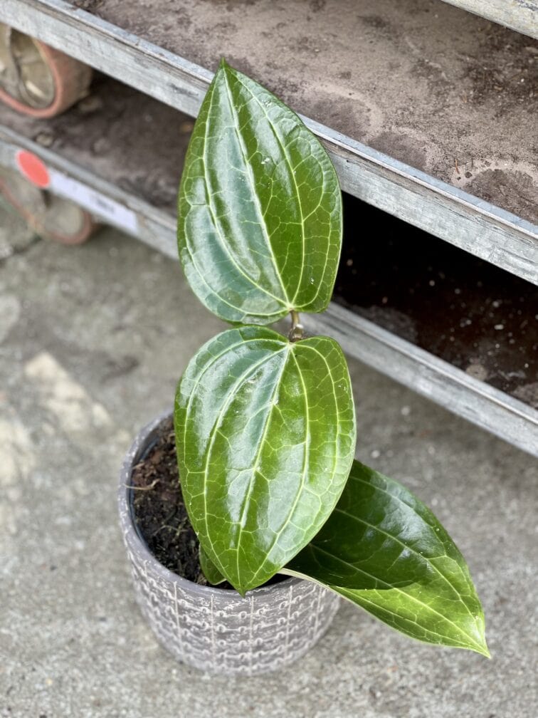 Zdjęcie rosliny doniczkowej Hoya latifolia, ujęcie 4