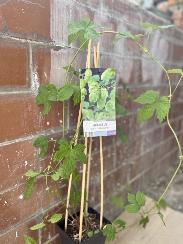Zdjęcie rosliny doniczkowej Humulus lupulus Nordbrau (Chmiel zwyczajny), ujęcie 1