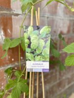 Zdjęcie rosliny doniczkowej Humulus lupulus Nordbrau (Chmiel zwyczajny), ujęcie 2