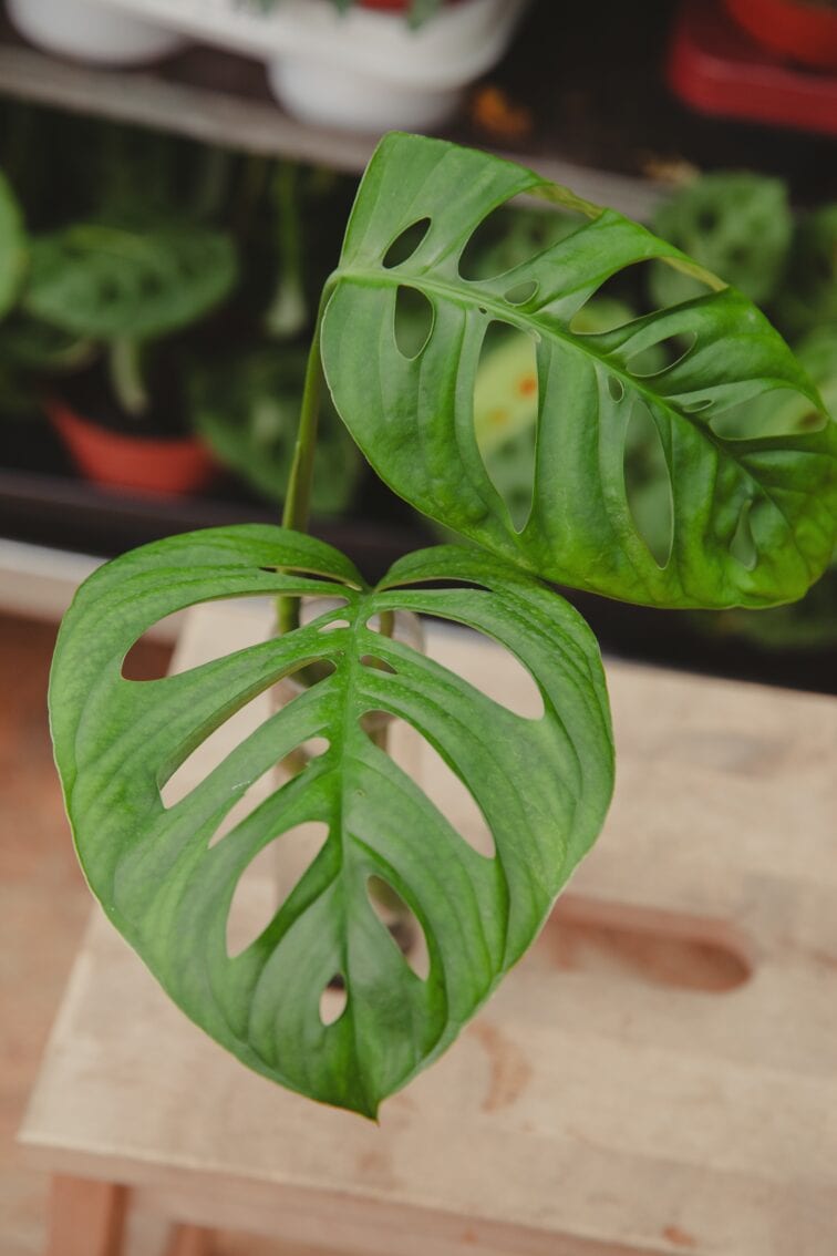 Zdjęcie rosliny doniczkowej Monstera Esqueleto 1, ujęcie 1