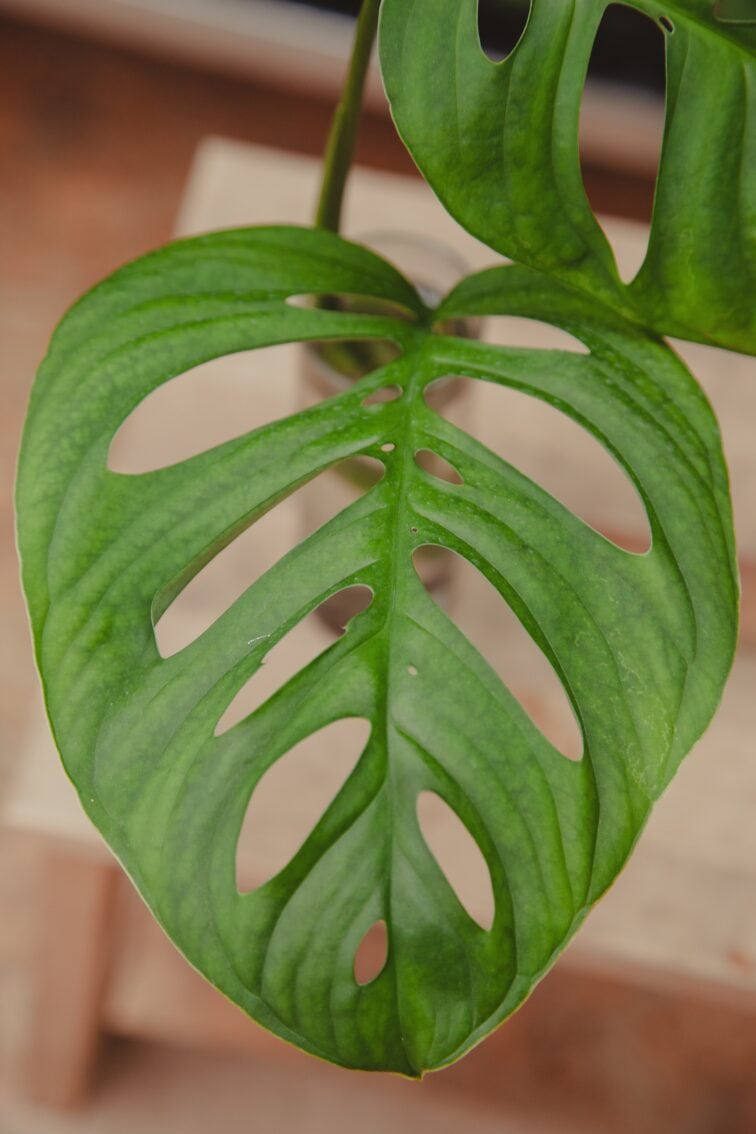 Zdjęcie rosliny doniczkowej Monstera Esqueleto 1, ujęcie 2
