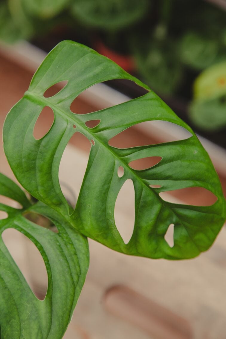 Zdjęcie rosliny doniczkowej Monstera Esqueleto 1, ujęcie 3